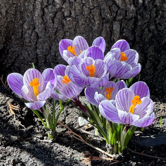 Meet your Posher, Robin - Picture 1 of 1